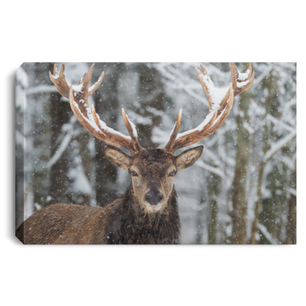 Big Buck In Snow Wall Art Canvas .75in Frame